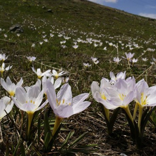 Colchicum szovitsii